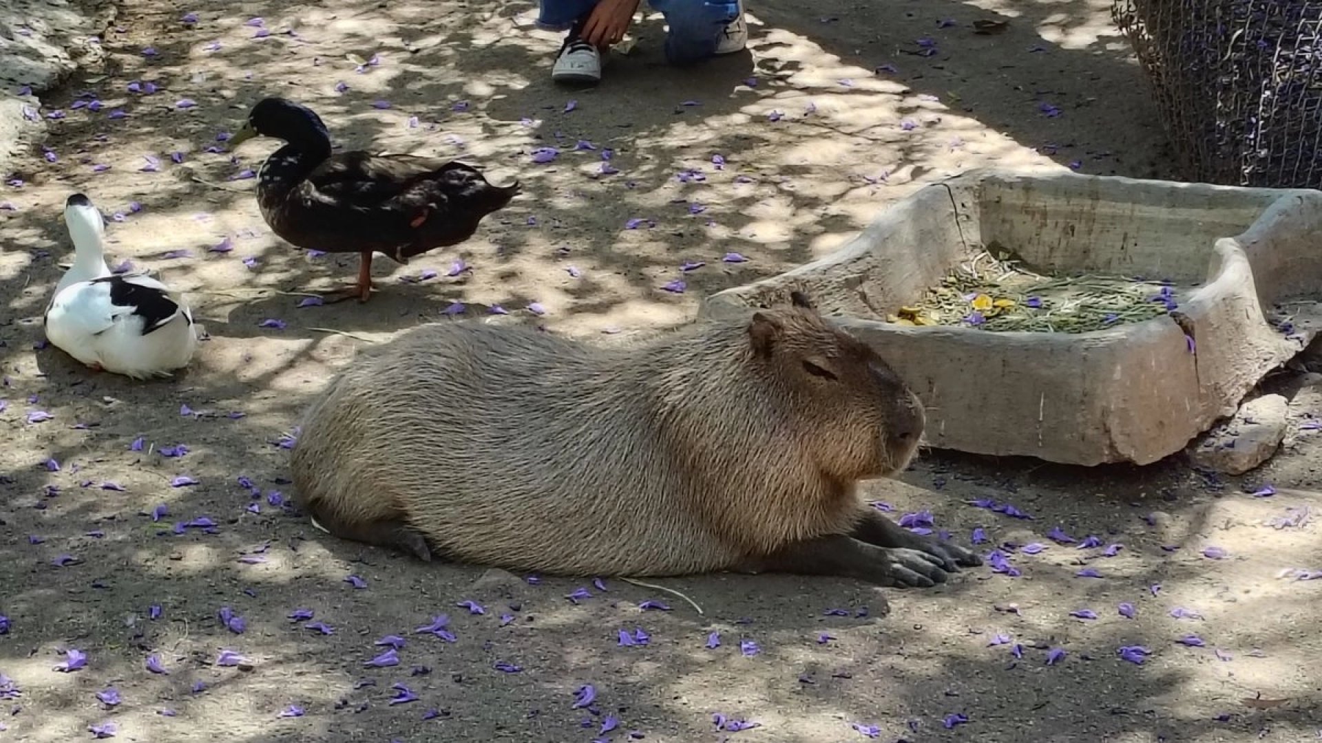 Cierran temporalmente el Zoológico de León por seguridad de los animales