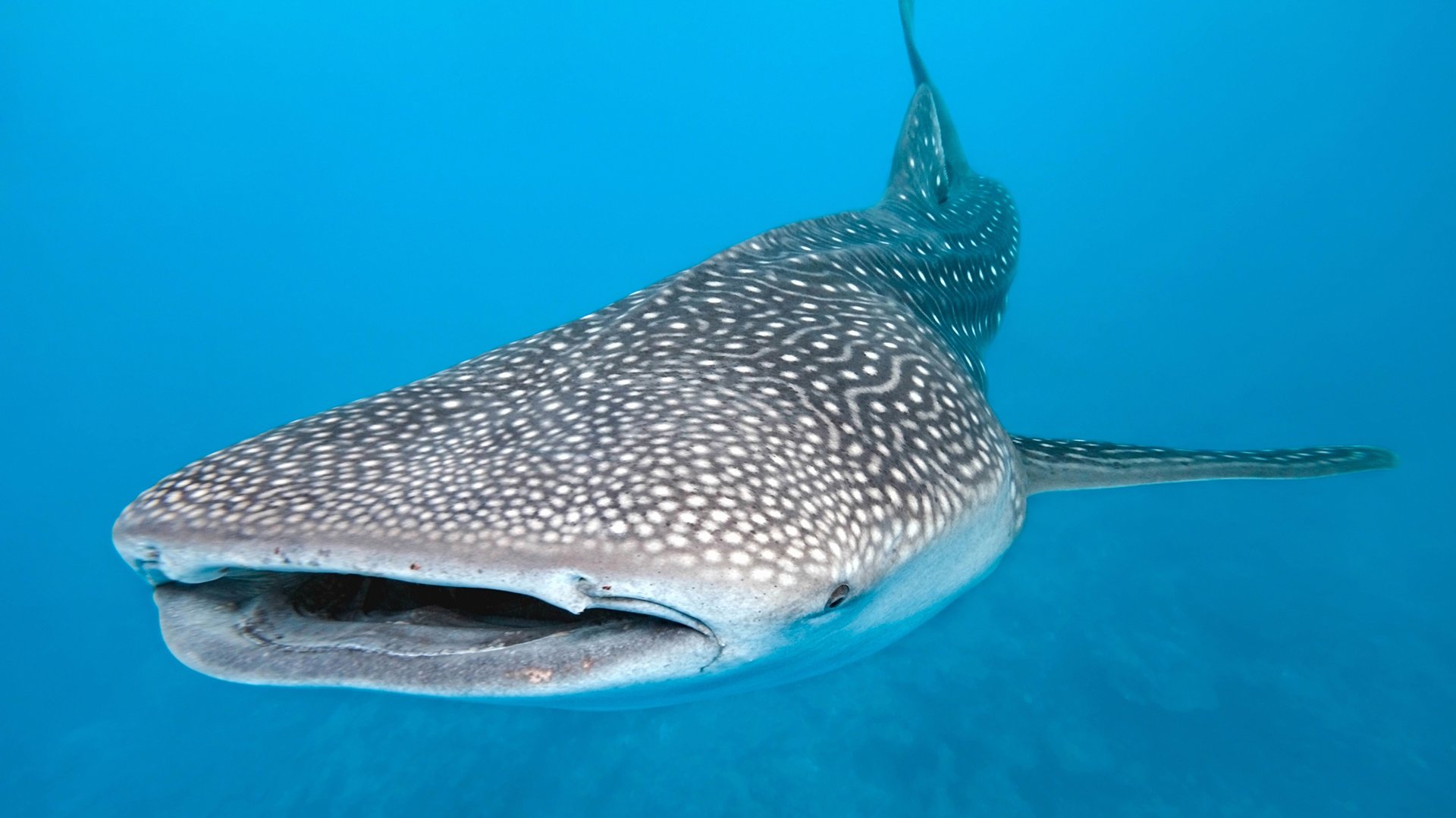 Monitorean al tiburón ballena en Baja California con drones y modelos de inteligencia artificial